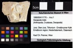Foto (Objket + Etiketten) von Goniodromites bidentatus (Reuss, 1859) 